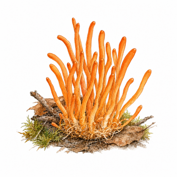 פטריית קורדיספס (Cordyceps)